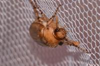 Rhizotrogus marginipes