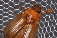 Rhizotrogus marginipes