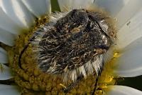 Tropinota squalida