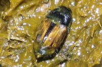 Colobopterus erraticus