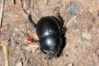 Anoplotrupes stercorosus