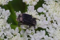 Valgus hemipterus