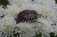 Oxythyrea funesta