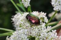 Cetonia aurata