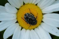 Oxythyrea funesta