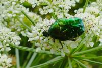 Cetonia aurata