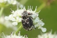 Valgus hemipterus
