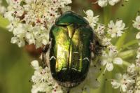 Cetonia aurata
