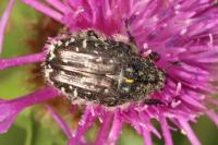 Oxythyrea funesta