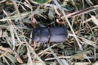 Dorcus parallelipipedus