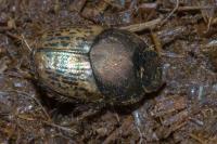 Onthophagus vacca