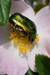 Cetonia aurata