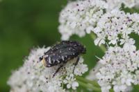 Oxythyrea funesta