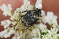 Valgus hemipterus