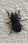 Dorcus parallelipipedus