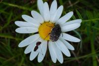 Oxythyrea funesta