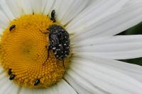 Oxythyrea funesta