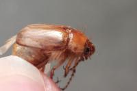 Rhizotrogus cicatricosus