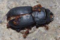 Dorcus parallelipipedus