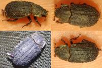 Trox scaber