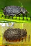 Trox scaber