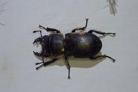 Dorcus parallelipipedus