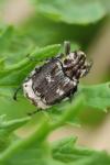 Valgus hemipterus