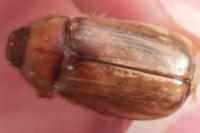 Rhizotrogus cicatricosus