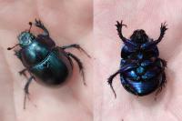 Anoplotrupes stercorosus