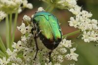 Cetonia aurata