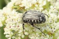 Oxythyrea funesta