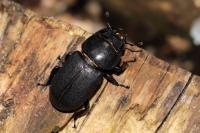 Dorcus parallelipipedus