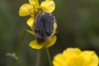 Tropinota