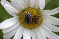 Oxythyrea funesta