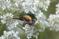 Cetonia aurata