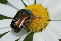 Cetonia aurata