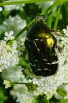 Cetonia aurata