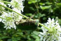 Cetonia aurata