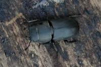 Dorcus parallelipipedus