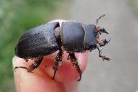 Dorcus parallelipipedus