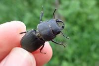 Dorcus parallelipipedus