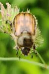 Anisoplia villosa
