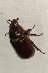 Oryctes nasicornis