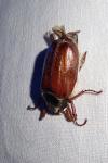 Melolontha melolontha
