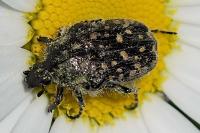 Oxythyrea funesta
