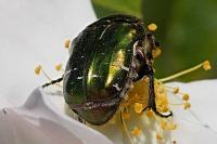 Cetonia aurata