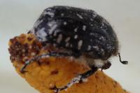 Oxythyrea funesta