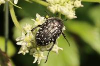Oxythyrea funesta