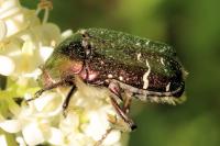Cetonia aurata