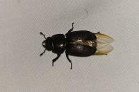 Dorcus parallelipipedus